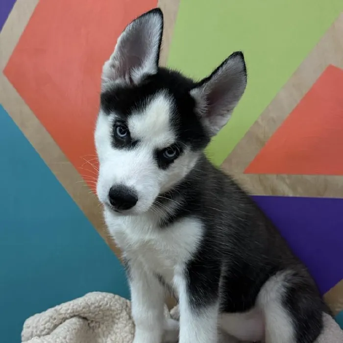 Female Siberian Husky puppy named Zaylen for sale at Petland Rogers.