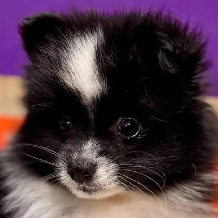 Female Pomeranian puppy named Martha Washington for sale at Petland Fayetteville.