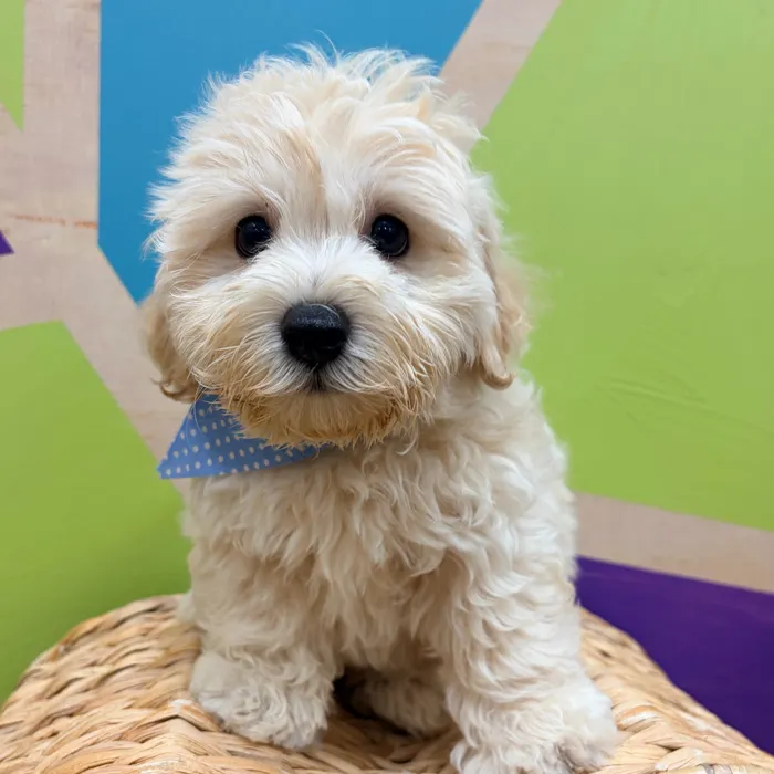 Male Maltipoo puppy named Edwin for sale at Petland Wichita West.