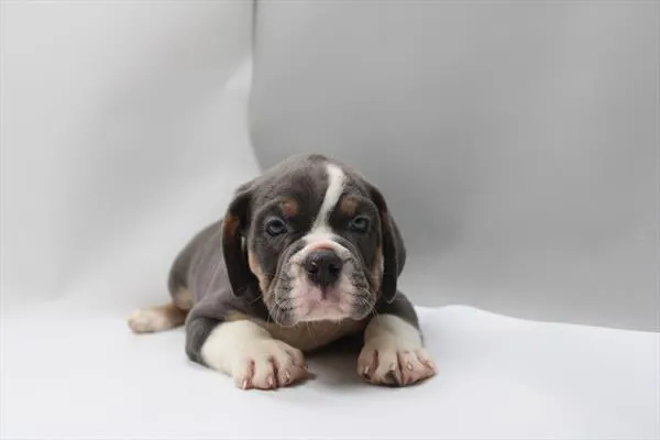 Male Mini Bulldog puppy named Boone for sale at Petland Rogers.