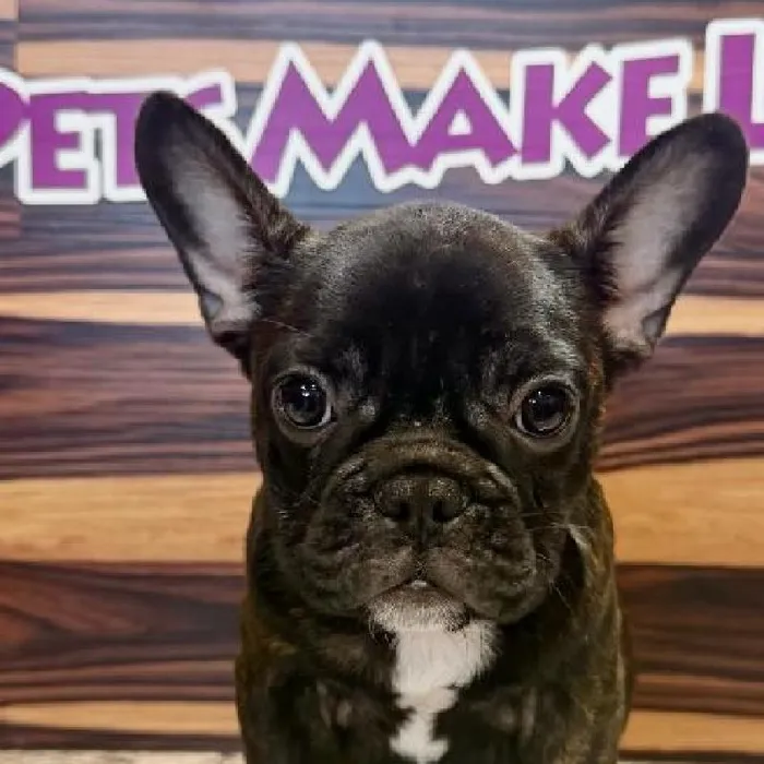 Male French Bulldog puppy named Monte for sale at Petland Rogers.