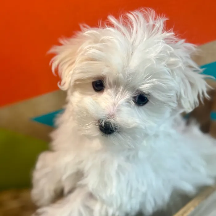 Male Maltese puppy named Marty for sale at Petland Rogers.