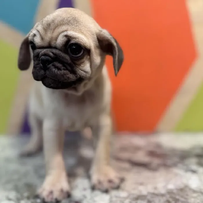 Male Pug puppy named Dale for sale at Petland Rogers.
