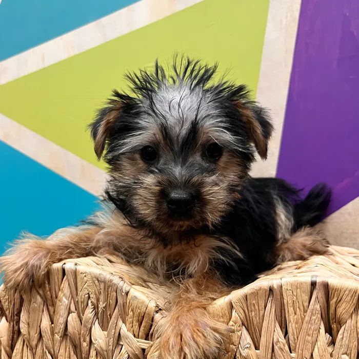 Male Morkie puppy named Meatloaf for sale at Petland Wichita West.