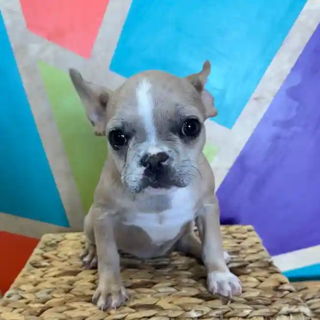 Female French Bulldog puppy named Shirley for sale at Petland Rogers.