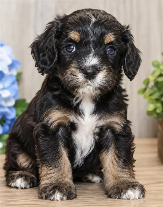 Female Cavapoo puppy for sale at Petland Rogers.