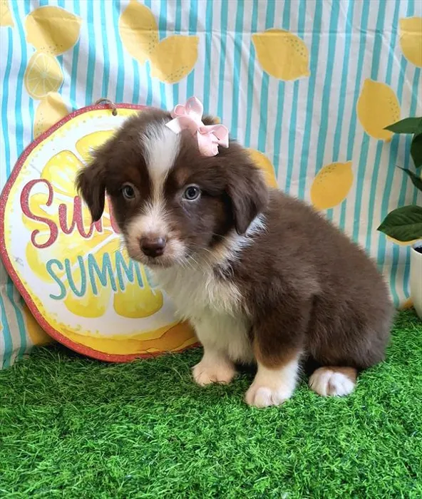 Female Hybrid puppy for sale at Petland Wichita West.