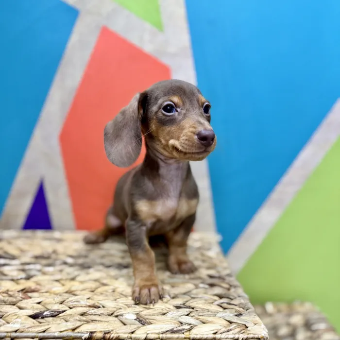 Male Mini Dachshund puppy named Frank for sale at Petland Rogers.