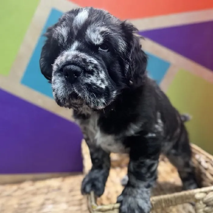 Male Mini Hippo puppy named Harry for sale at Petland Rogers.