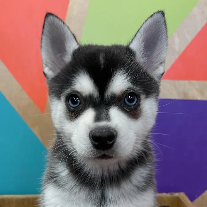 Male Alaskan Klee Kai puppy named Karter for sale at Petland Wichita West.