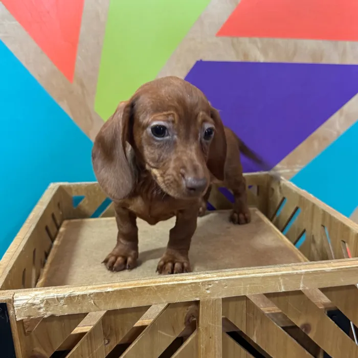 Female Dachshund puppy named Sas for sale at Petland Joplin.