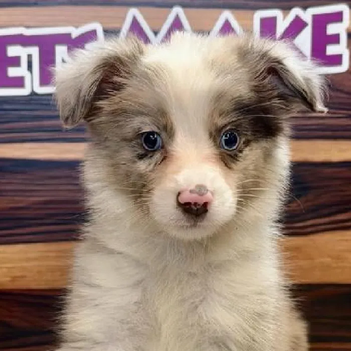 Female Mini Aussie puppy named Harley for sale at Petland Joplin.