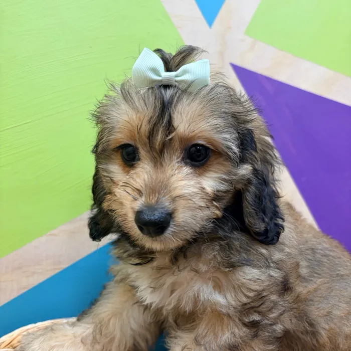 Female Cavachon puppy named Connie for sale at Petland Wichita West.