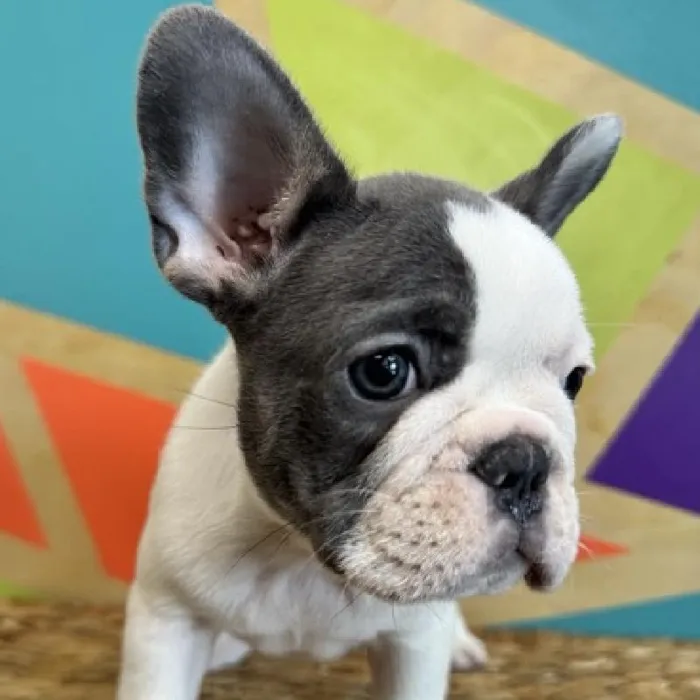Female French Bulldog puppy named Tater for sale at Petland Rogers.