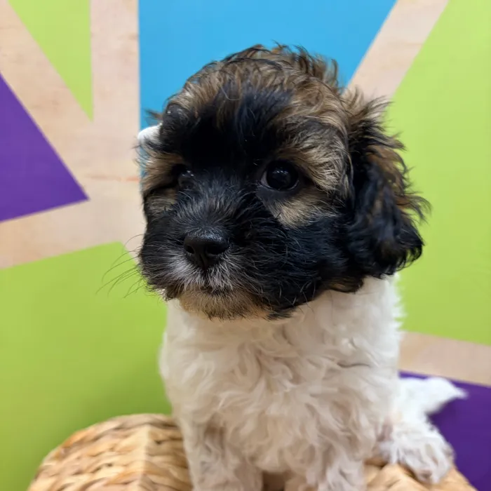 Female Daisy Dog puppy named Olene for sale at Petland Wichita West.