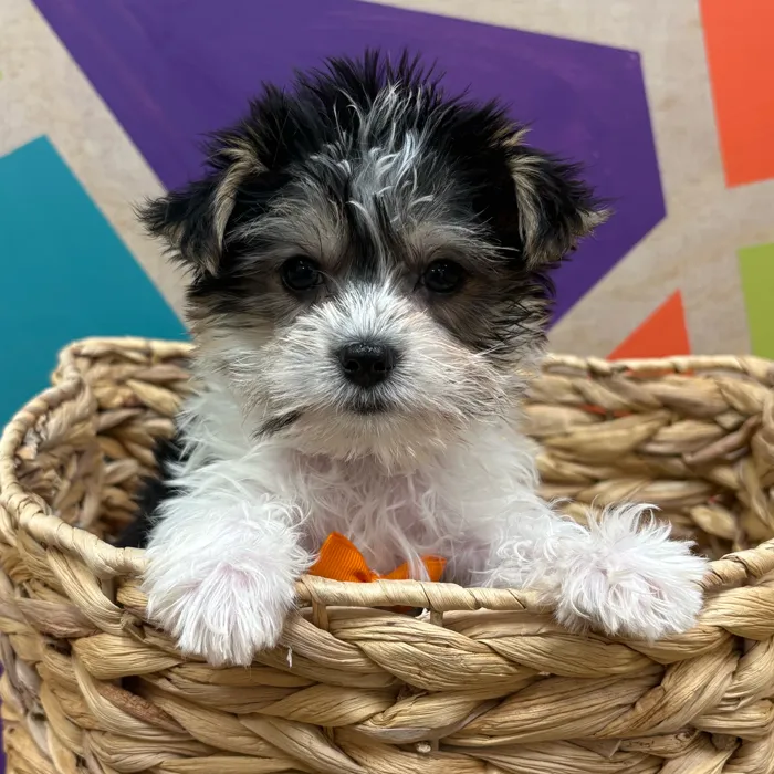 Male Biewer Yorkshire Terrier puppy named Stanley for sale at Petland Wichita West.