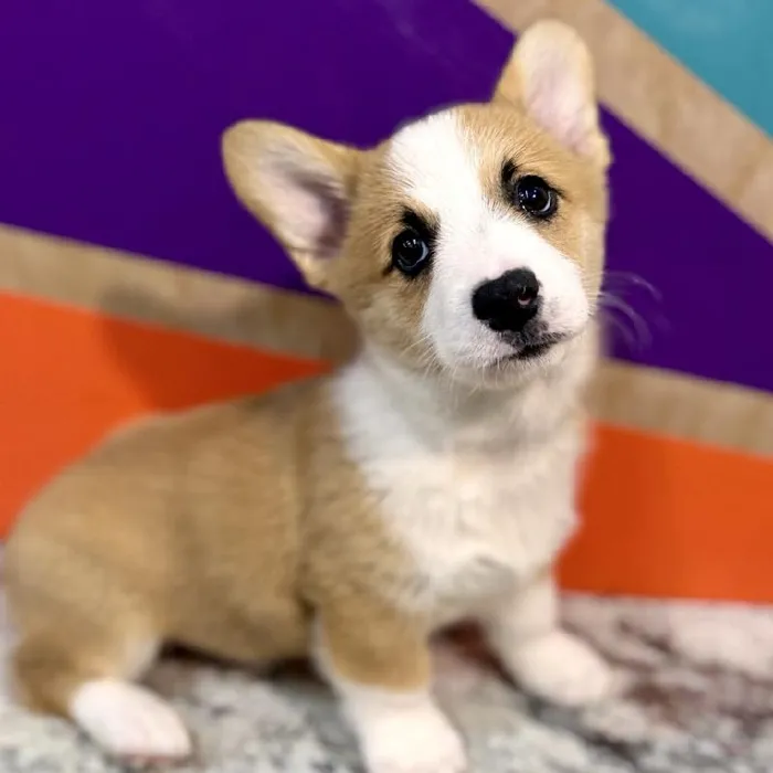 Male Pembroke Welsh Corgi puppy named Moore for sale at Petland Rogers.