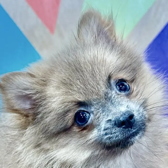 Female Pomeranian puppy named Poppy for sale at Petland Joplin.