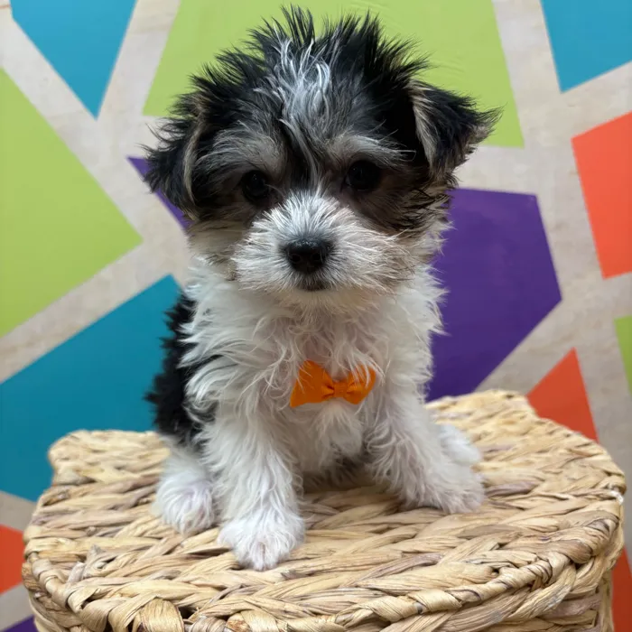 Male Biewer Yorkshire Terrier puppy named Stanley for sale at Petland Wichita West.