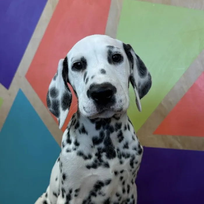 Female Dalmatian puppy named Darcy for sale at Petland Fayetteville.