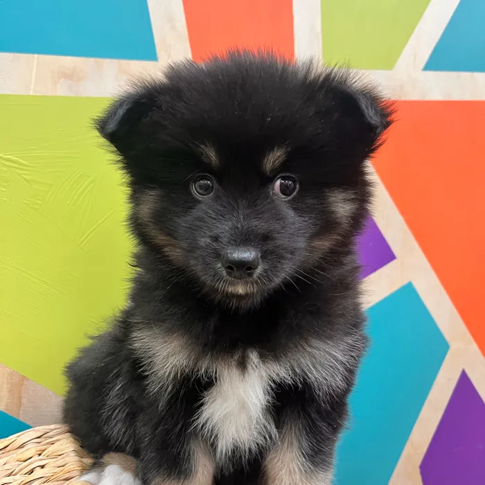 Male Pomsky puppy named Parker for sale at Petland Fayetteville.