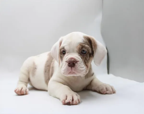 Female Beabull puppy for sale at Petland Joplin.