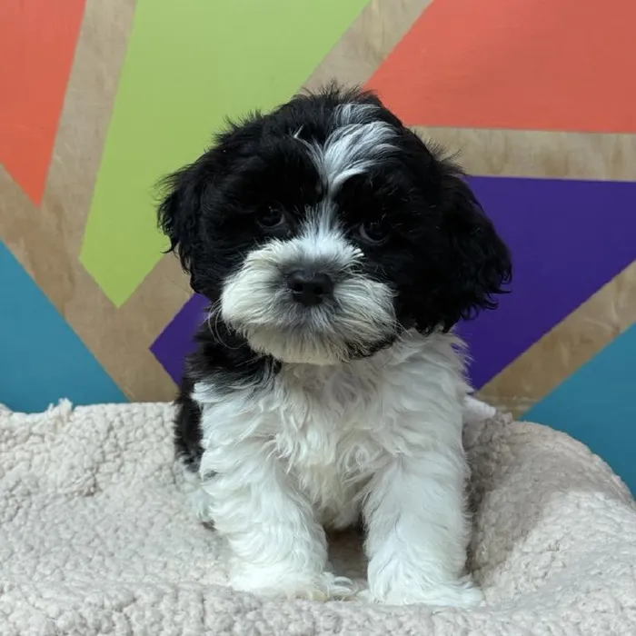 Male Teddy Bear puppy named Norman for sale at Petland Joplin.