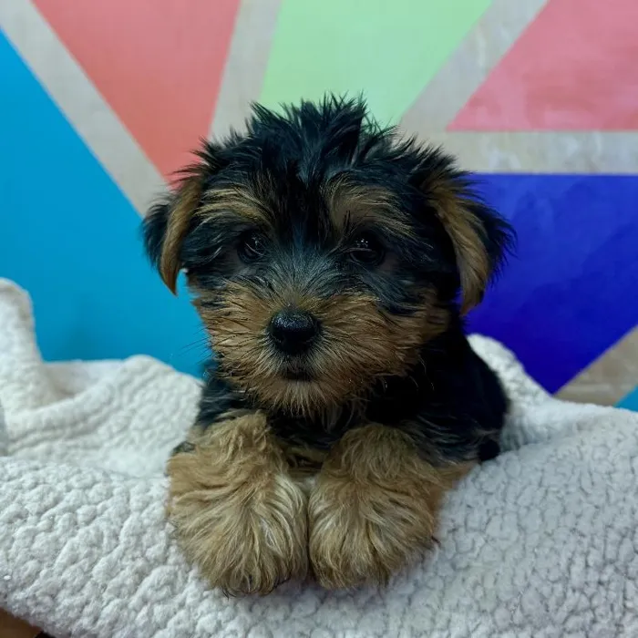 Male Yorkie puppy named Boston for sale at Petland Joplin.