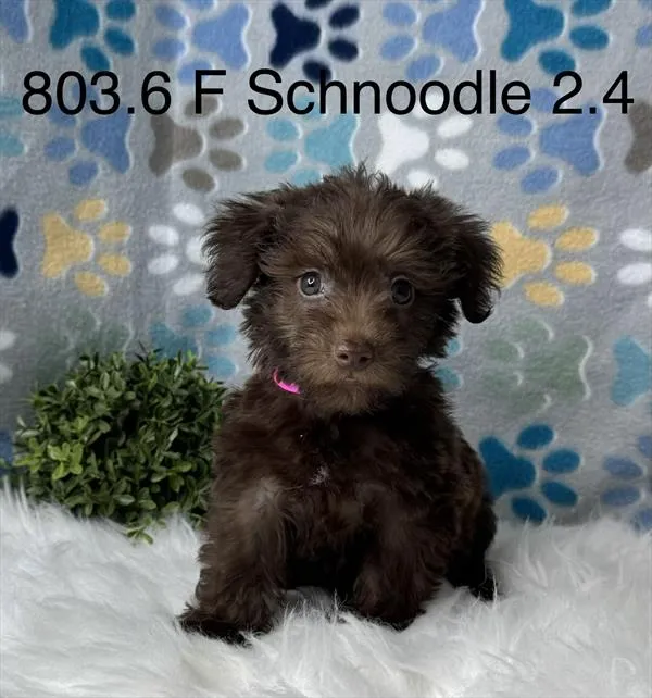 Female Schnoodle puppy for sale at Petland Rogers.