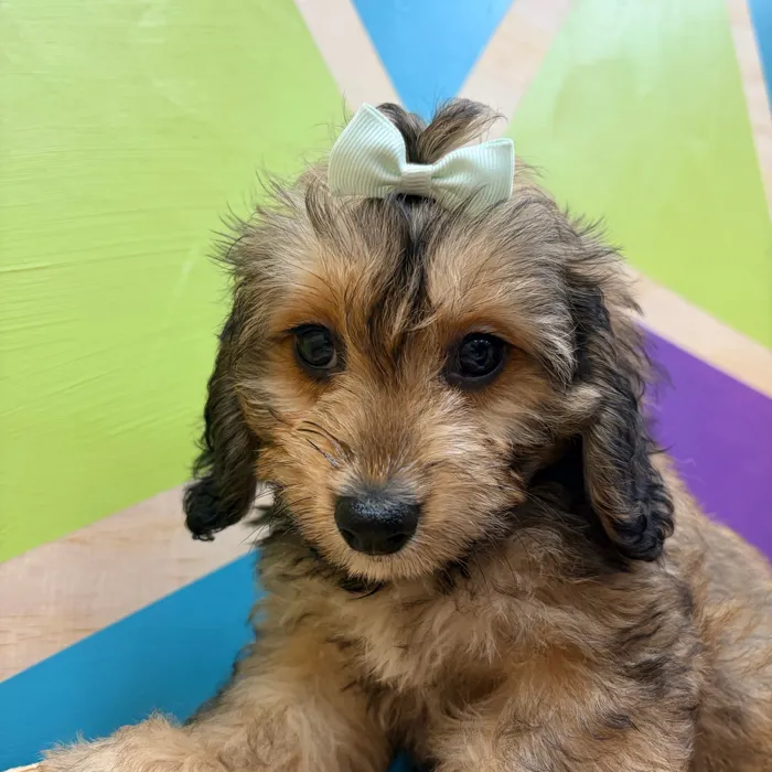 Female Cavachon puppy named Connie for sale at Petland Wichita West.