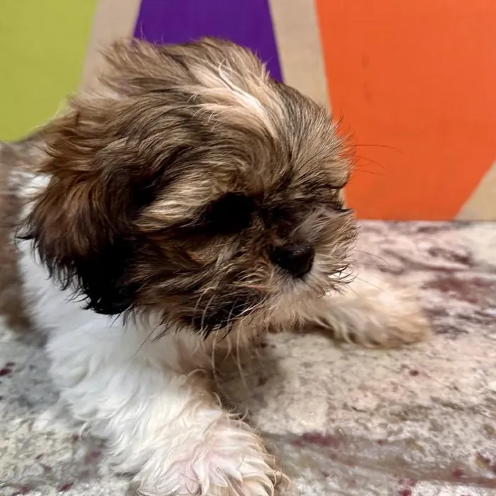 Male Shih Tzu puppy named Bennie for sale at Petland Fayetteville.