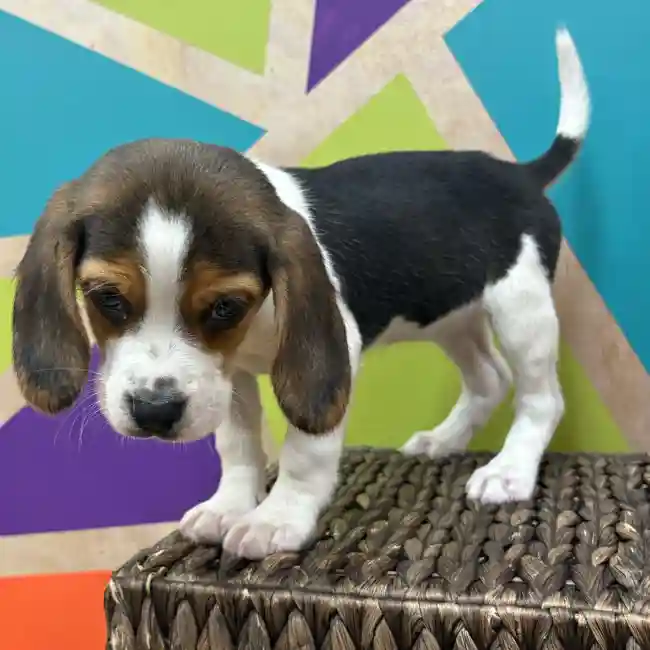 Female Beagle puppy named Phoebe for sale at Petland Wichita West.