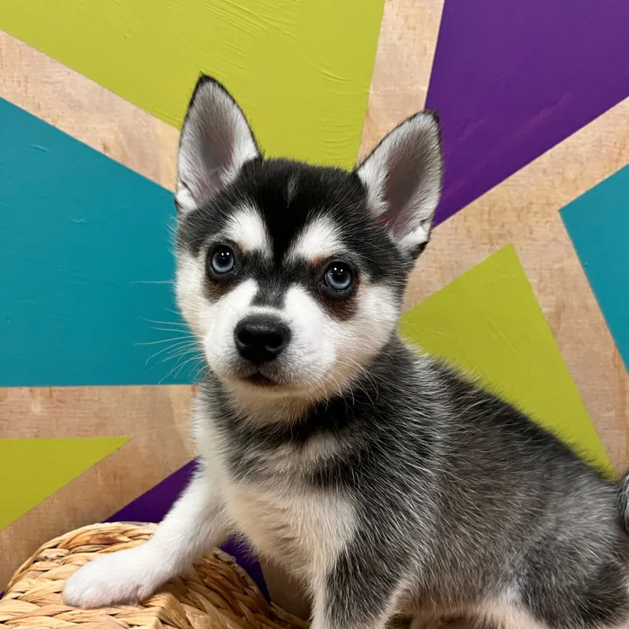 Male Alaskan Klee Kai puppy named Karter for sale at Petland Wichita West.