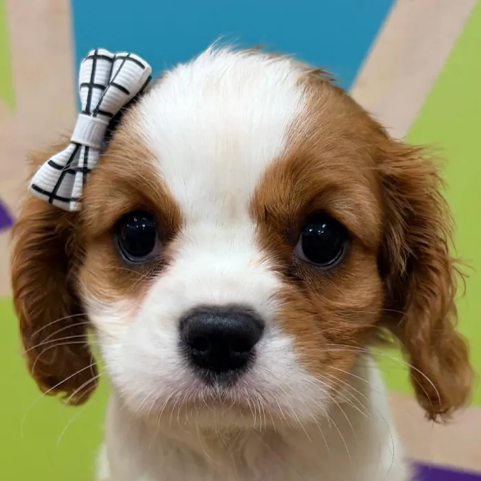 Female Cavalier King Charles Spaniel puppy named Phylis for sale at Petland Wichita West.