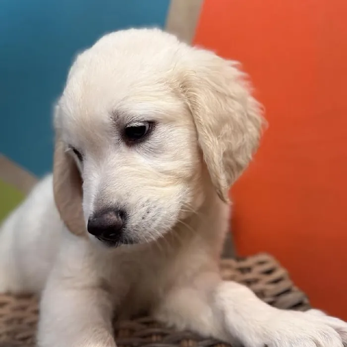 Male Golden Retriever puppy named Greg for sale at Petland Rogers.