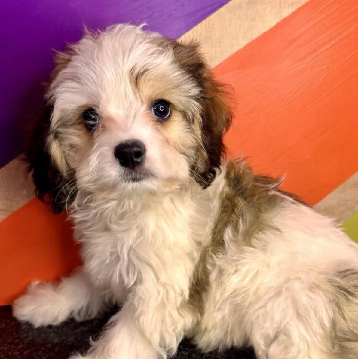Male Cavachon puppy named Connor for sale at Petland Fayetteville.