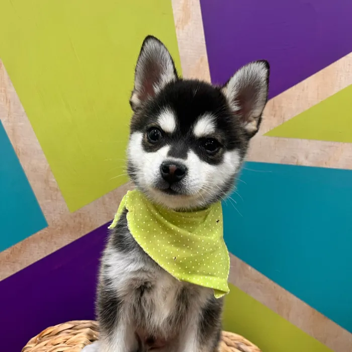 Male Alaskan Klee Kai puppy named Michael for sale at Petland Wichita West.