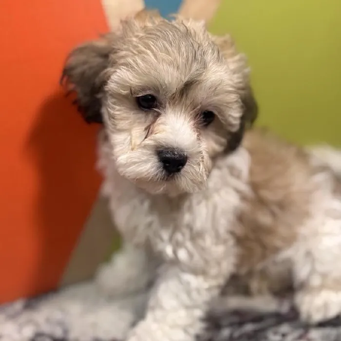 Male Teddy Bear puppy named Tony for sale at Petland Fayetteville.