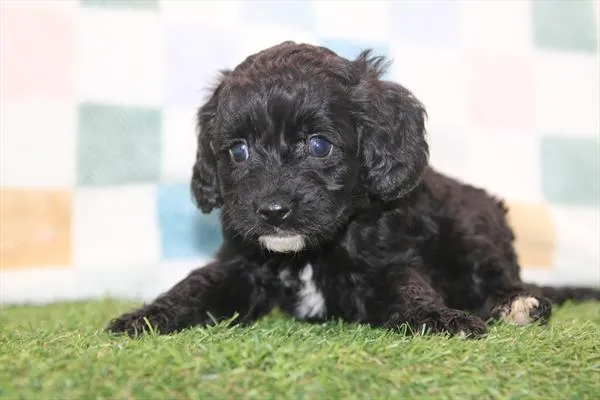 Female Cavapoo puppy for sale at Petland Joplin.