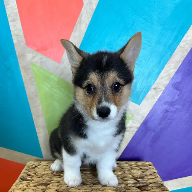 Female Pembroke Welsh Corgi puppy named Coconut for sale at Petland Rogers.