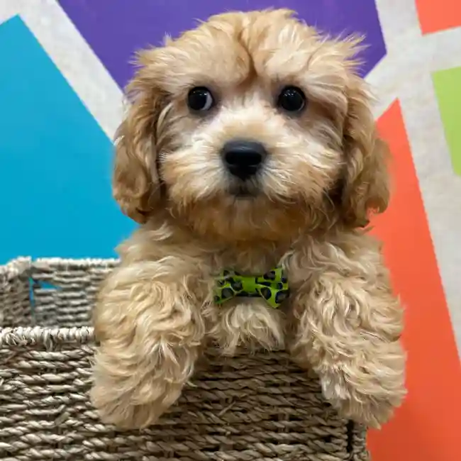 Male Cavapoo puppy named Tobias for sale at Petland Wichita West.