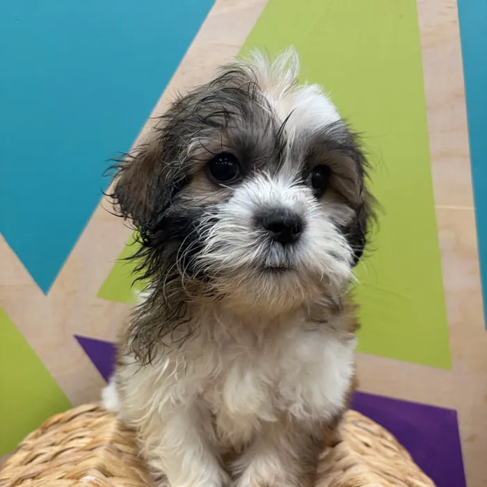 Female Teddy Bear puppy named Tanya for sale at Petland Wichita West.