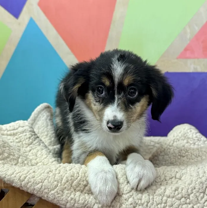 Female Mini Aussiedoodle puppy named Azalia for sale at Petland Joplin.