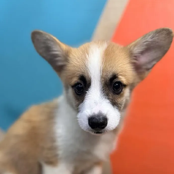 Female Pembroke Welsh Corgi puppy named Carla for sale at Petland Rogers.