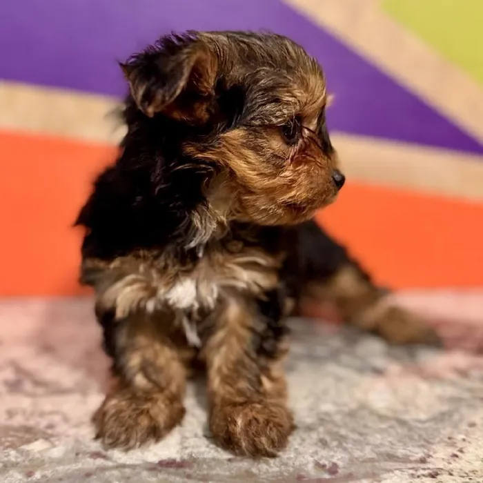 Male Yochon puppy named Ross for sale at Petland Joplin.