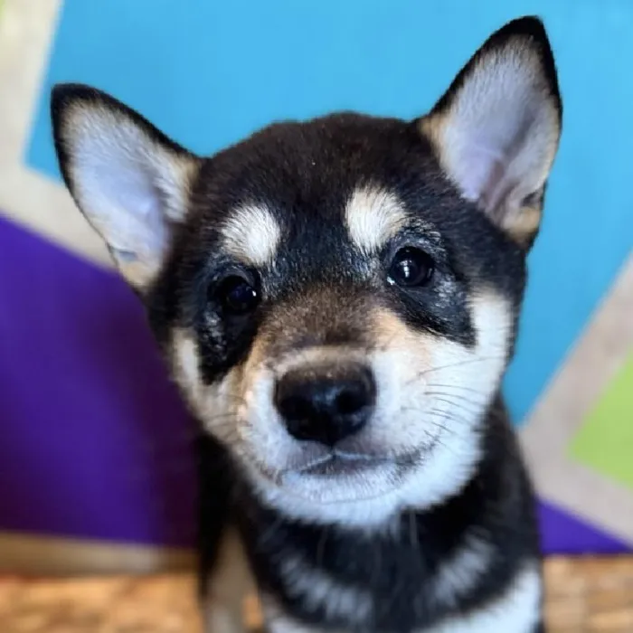 Male Shiba Inu puppy named Stone for sale at Petland Fayetteville.
