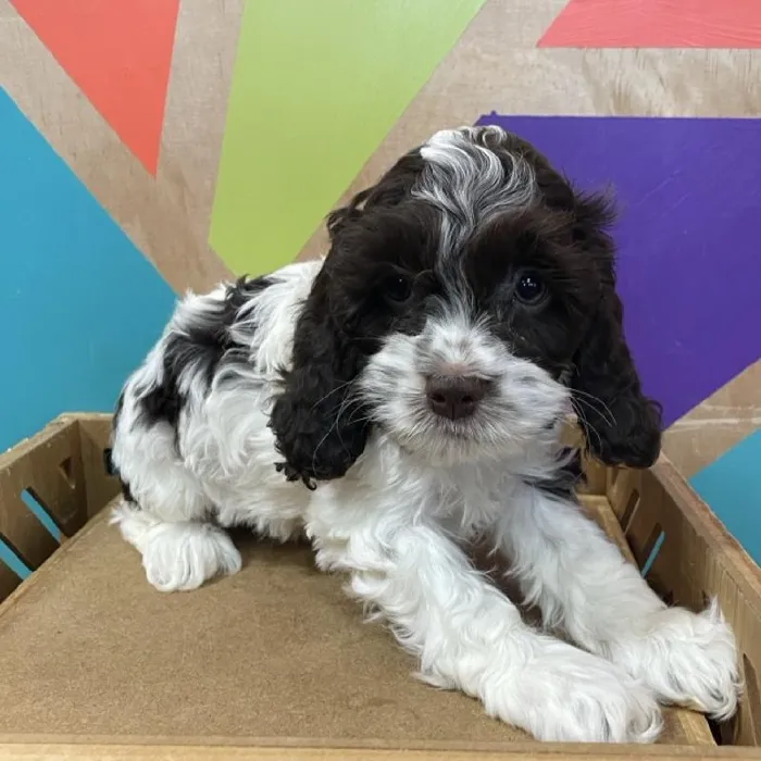 Female Cockapoo puppy named Rosie for sale at Petland Joplin.