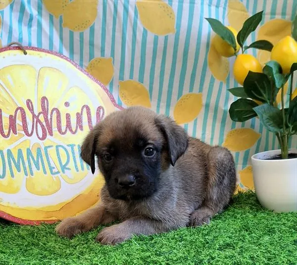 Male English Mastiff puppy for sale at Petland Wichita West.