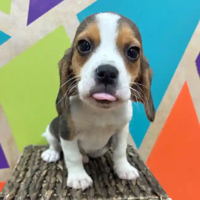 Female Beagle puppy named Phoebe for sale at Petland Wichita West.