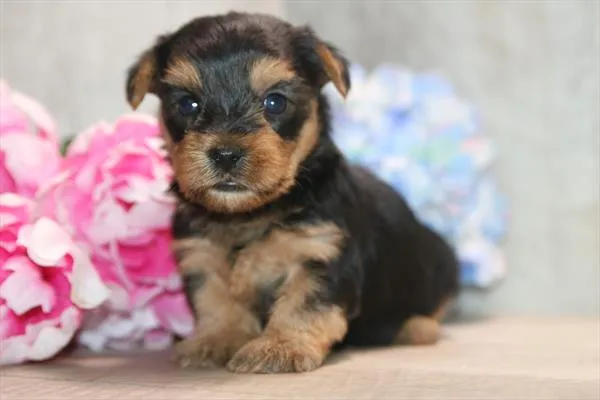 Male Yorkie puppy for sale at Petland Joplin.